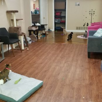 The Casual Cat Cafe - Pet Stores Near Me - Richland Hills, Texas