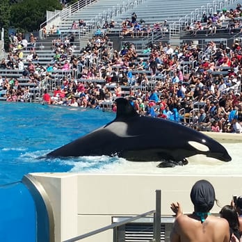 Shamu Show: Believe - Arts & Entertainment Near Me - San Diego, California Shamu Show: Believe - Arts & Entertainment Near Me - San Diego, California