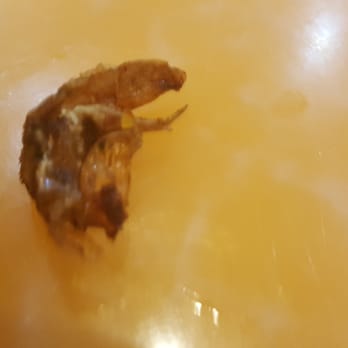 Hibachi Grill and Supreme Buffet - Battered and Fried Bugs - Buffets Near Me - Norcross, Georgia Hibachi Grill and Supreme Buffet - Battered and Fried Bugs - Buffets Near Me - Norcross, Georgia