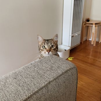 Gentle Paws Collective - Pet Sitting Near Me Gentle Paws Collective - Pet Sitting Near Me