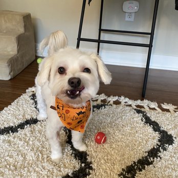 Petite Paws Seattle - Puppy cut by Lily - Pet Groomers Near Me - Seattle, Washington