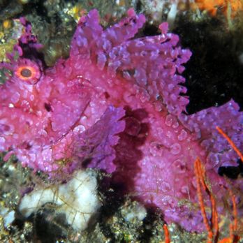 Rivers to Reef - Rhinopias Scorpionfish - Travel Agents Near Me