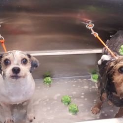 Mobile Pet Spa - Froggy bath