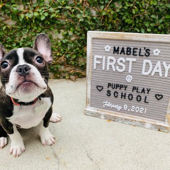 Wet Noses Dog Training - Pet Training Near Me Wet Noses Dog Training - Pet Training Near Me