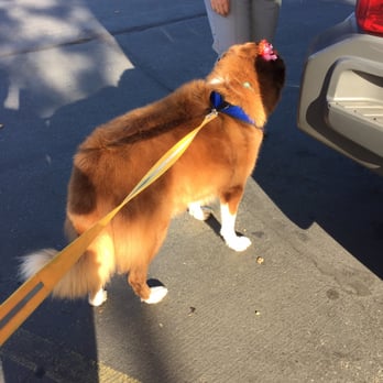 Dawn's Pet Palace - Beautiful soft smooth fur! - Pet Groomers Near Me - Carmichael, California