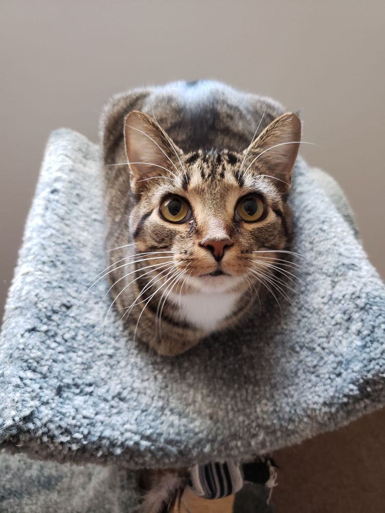 ON CALL PETSITTING OF WORCESTER Updated June 2024 12 Photos