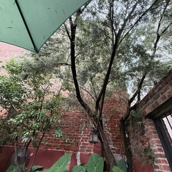 Café Amelie - I love how the trees enveloped us and shielded us from the drizzle. If it rained, we did not notice. - Breakfast & Brunch Near Me - New Orleans, Louisiana Café Amelie - I love how the trees enveloped us and shielded us from the drizzle. If it rained, we did not notice. - Breakfast & Brunch Near Me - New Orleans, Louisiana