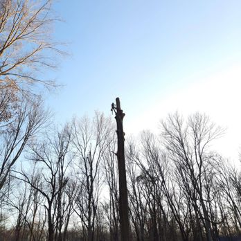 Angelo Tree Service - Tree Services Near Me - Danbury, Connecticut
