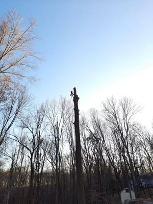 Tree Removal - Tree Removal