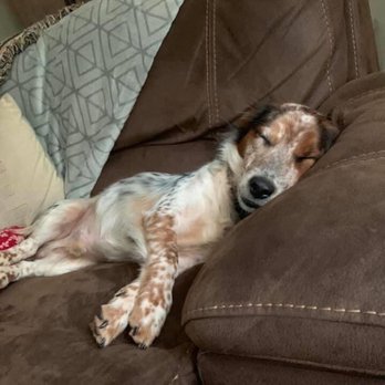 Orphan Annie Rescue - Pet Adoption Near Me - Atlanta, Georgia