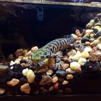 Moanalua Pets - Tiger salamander purchased as an adult at Moanalua Pets. - Pet Stores Near Me - Honolulu, Hawaii Moanalua Pets - Tiger salamander purchased as an adult at Moanalua Pets. - Pet Stores Near Me - Honolulu, Hawaii