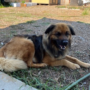 Camp Run-A-Mutt San Marcos - Riley after grooming services - Pet Training Near Me - San Marcos, California Camp Run-A-Mutt San Marcos - Riley after grooming services - Pet Training Near Me - San Marcos, California