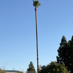 Palm tree Palm tree
