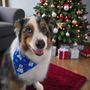 Photo of Chrissie's Canine Cuts