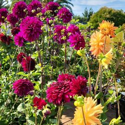 Sloat Garden Center - Dahlias