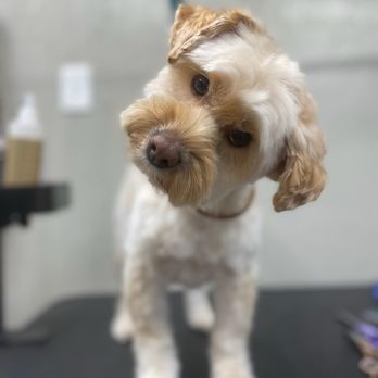 Liv’s Pet Casa - Pet Groomers Near Me
