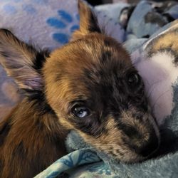 Crystal Sky Puppies - Beautiful Annie