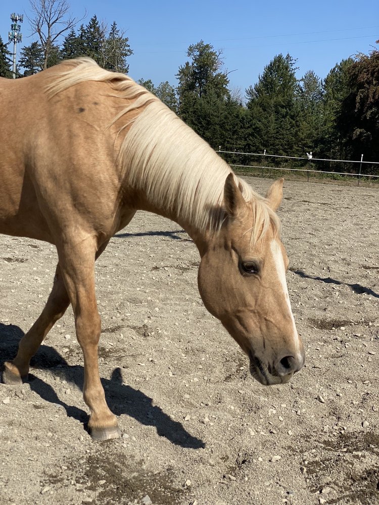 The Red Horse Farm - equestrian in Auburn, WA