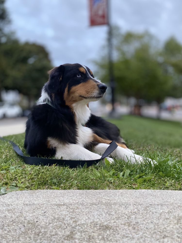 MASADA FARM Updated September 2024 23 Photos Murfreesboro