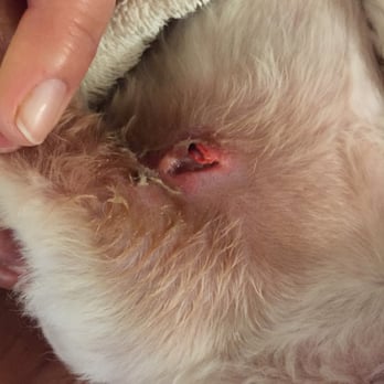AV Doggie Styles - My dog Nina's big deep nasty wound she received at AV Doggie Style Groomers. - Pet Groomers Near Me - Palmdale, California