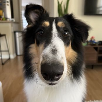 Katie’s Cuties - Our pup, freshly groomed! - Pet Groomers Near Me - Mission Viejo, California