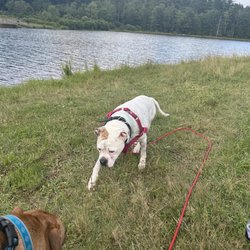 Colgate Lake - Our dogs loved it