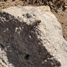 Lizard Lizard
