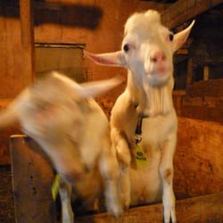 The Farm House Natural Cheeses - Goats rule.