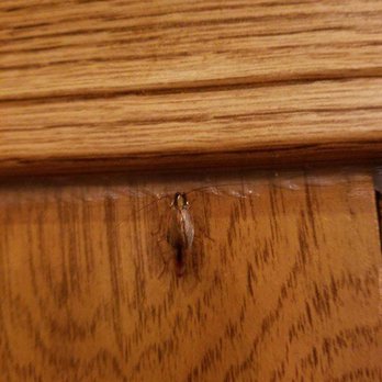 Peking House Chinese Restaurant - Peeking house has roaches ontthe wall point it out to the waitress she didn't care everyone still had to pay their bill....nasty - Chinese Near Me - Princeton, West Virginia Peking House Chinese Restaurant - Peeking house has roaches ontthe wall point it out to the waitress she didn't care everyone still had to pay their bill....nasty - Chinese Near Me - Princeton, West Virginia