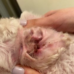 Loving Touch Pet Salon - Plucked raw
