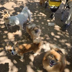Carmichael Dog Park