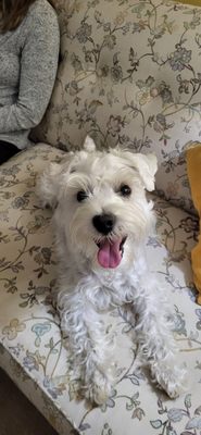 Animal Protection League