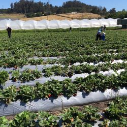 Brothers Ranch - Pick your own berries