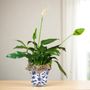 Eufloria Florist