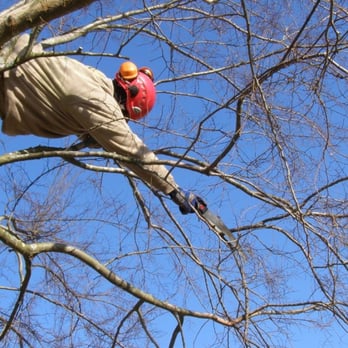 Marios Tree Care - Tree Services Near Me - Shelbyville, Kentucky Marios Tree Care - Tree Services Near Me - Shelbyville, Kentucky