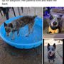 Photo of Beagles & Buddies Dog Rescue
