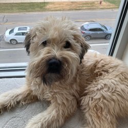 Bridgewater Pet Boarding - Ollie home after happy weekend at bridgewater
