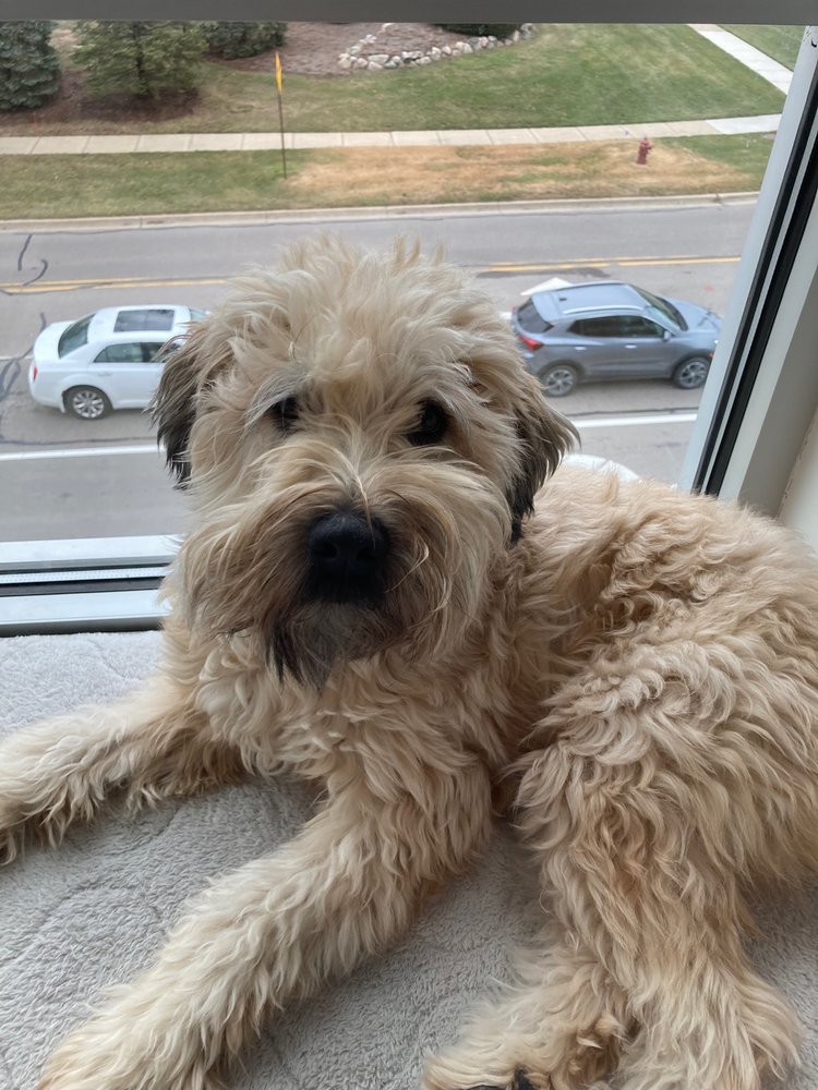 BRIDGEWATER PET BOARDING Updated August 2024 10 Photos 7596