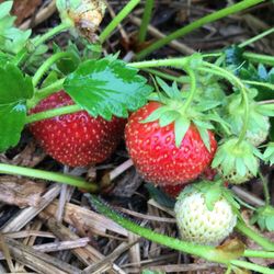 Lindy's Berries