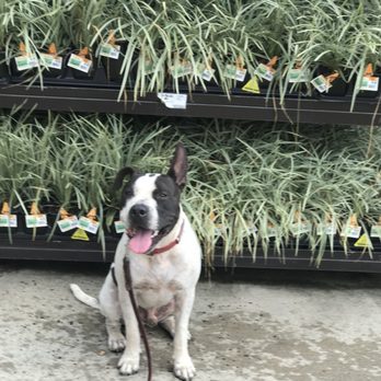 Dog Gone Right - Monster at Lowe's - Pet Training Near Me - Hammond, Louisiana Dog Gone Right - Monster at Lowe's - Pet Training Near Me - Hammond, Louisiana