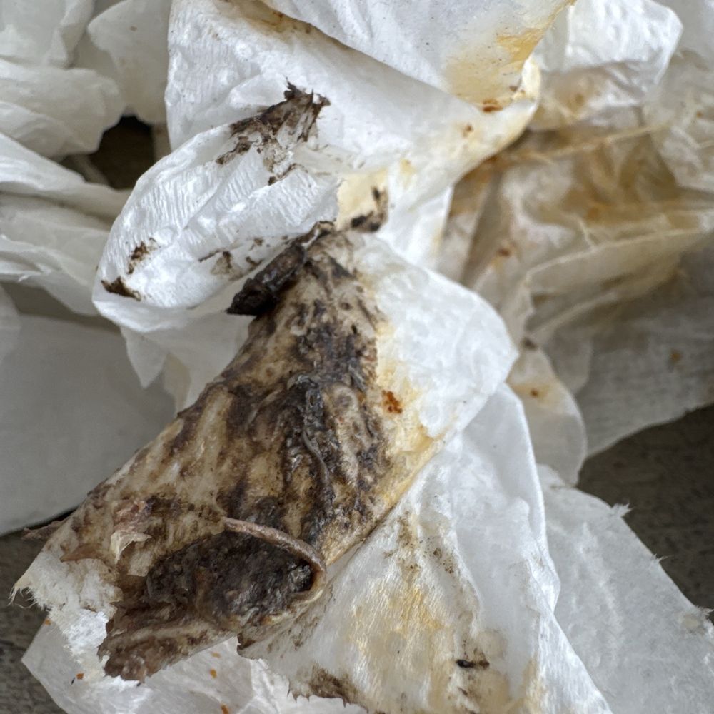 McElroy's Harbor House - The consistency of the black slime removed from the top of the fish - Seafood Near Me - Biloxi, Mississippi McElroy's Harbor House - The consistency of the black slime removed from the top of the fish - Seafood Near Me - Biloxi, Mississippi