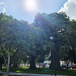 Collins Park - Boabab trees