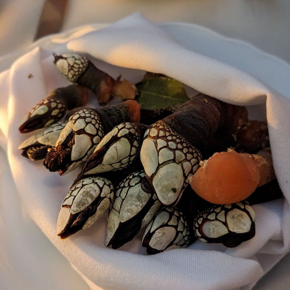 Txikito - Special barnacles - Basque Near Me - New York, New York Txikito - Special barnacles - Basque Near Me - New York, New York