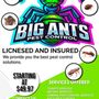 Photo of Big Ants