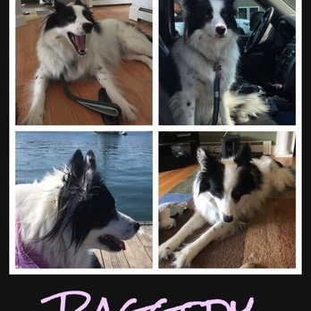 In Style Grooming - Pet Groomers Near Me - Pembroke, Massachusetts In Style Grooming - Pet Groomers Near Me - Pembroke, Massachusetts