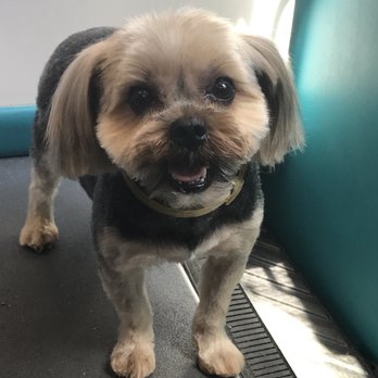 Shears To You - Pet Groomers Near Me - Toms River, New Jersey Shears To You - Pet Groomers Near Me - Toms River, New Jersey