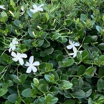 Salad and Go - Jasmine flowers at Salad and Go April 2023 Excellent job on the landscaping. - Salad Near Me - Mesa, Arizona Salad and Go - Jasmine flowers at Salad and Go April 2023 Excellent job on the landscaping. - Salad Near Me - Mesa, Arizona