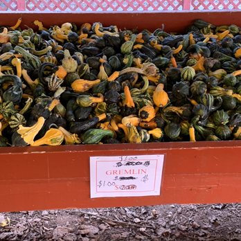 Burt's Pumpkin Farm - Fruits & Veggies Near Me - Dawsonville, Georgia Burt's Pumpkin Farm - Fruits & Veggies Near Me - Dawsonville, Georgia