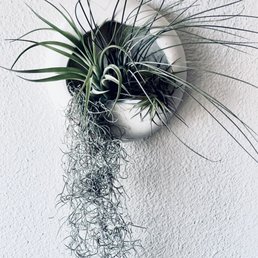 Plants & Pots Plants & Pots