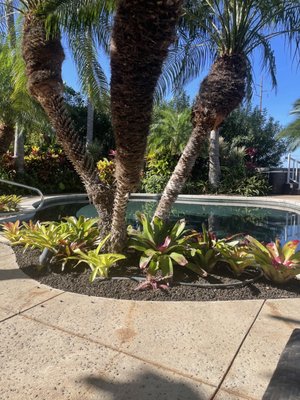 Pineapple Inn Maui by null